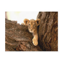 Lion Cub postcards by PawsandClaws Lion Cub postcards