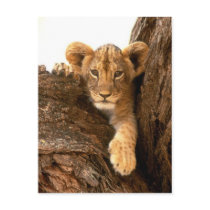 Lion Cub Post Card