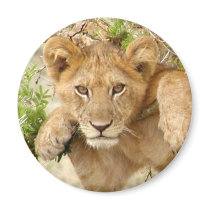 Lion Cub ROUND Magnet