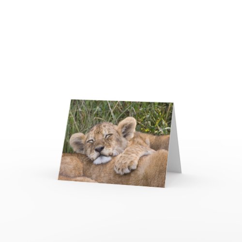 Lion Cub Siesta card