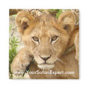 Lion Cub SQUARE Magnet