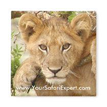 Lion Cub SQUARE Magnet