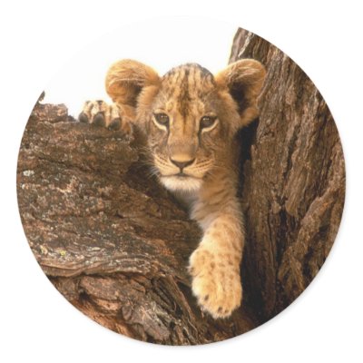 Lion Cub Sticker