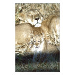 Lion Cubs and Lioness on Safari in Botswana Custom Stationery