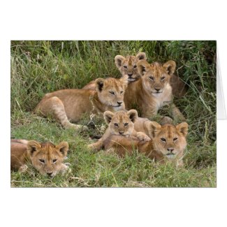 Lion Cubs Cards
