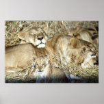 Lion cubs in Botswana, Africa Lion cubs in Botswana, Africa
