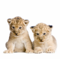 Lion Cubs Key Chain photo sculptures by design_girl Lion Cubs Key Chain photo sculptures
