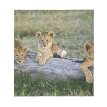 Lion cubs on log, Panthera leo, Masai Mara, 2 Note Pads
