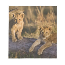 Lion cubs on log, Panthera leo, Masai Mara, 3 Notepads
