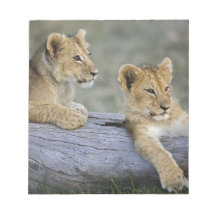 Lion cubs on log, Panthera leo, Masai Mara, Scratch Pads