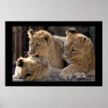 Lion Cubs  Posters