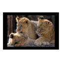 Lion Cubs  posters