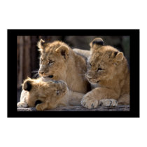 Lion Cubs posters by Lduskis Lion Cubs posters
