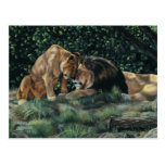 Lion Cuddle Postcard