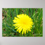 Lion Dandy Posters