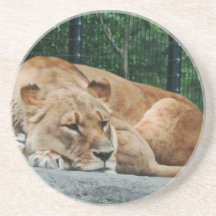 Lion Drink Coaster