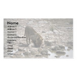 Lion drinking business cards
