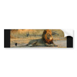 Lion Dusk Bumper Sticker
