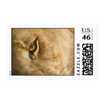 Lion Eye Postage postage by LivingLife Lion Eye Postage postage