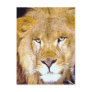 Lion Eyes Post Card