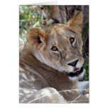 lion face cute greeting cards lion face cute greeting cards