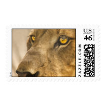 Lion Face Postage postage by LivingLife Lion Face Postage postage