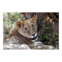 lion face posters