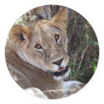 lion face stickers