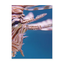 Lion Fish Face postcards by deegolden Lion Fish Face postcards