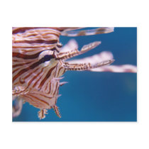Lion Fish Face postcards by deegolden Lion Fish Face postcards