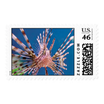 Lion Fish looking at you. Postage Stamp