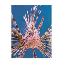 Lion Fish Looking at You Postcard