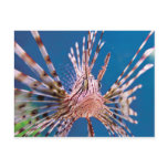 Lion Fish Looking at You Postcard