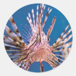 Lion Fish Looking at You Round Stickers