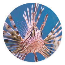 Lion Fish Looking at You Round Stickers
