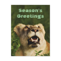 Lion greeting postcards - customizable by Rowood Lion greeting postcards - customizable