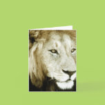 Lion Head Study Greeting Cards