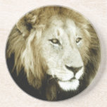 Lion Head Study Beverage Coasters