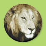 Lion Head Study Fridge Magnet