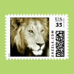 Lion Head Study Stamp