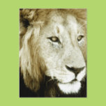 Lion Head Study Postcard