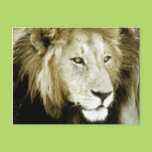 Lion Head Study Post Card
