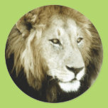 Lion Head Study Round Sticker