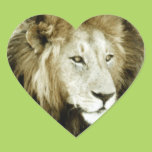 Lion Head Study Sticker