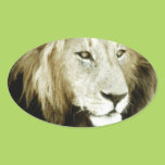 Lion Head Study Oval Sticker