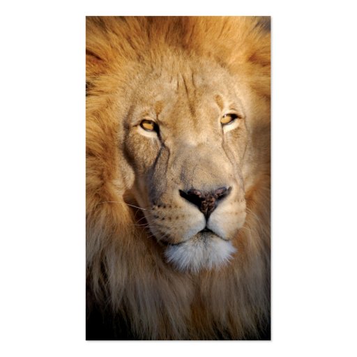 Lion Image Business Card (back side)