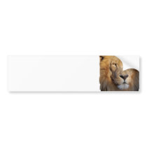 Lion Images Bumper Sticker
