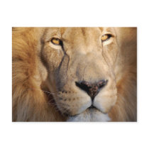 Lion Images Postcard
