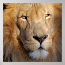 Lion Images Print