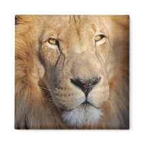 Lion Images Square Magnet